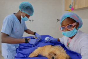 House call vet Ajah Lagos providing mobile veterinary services